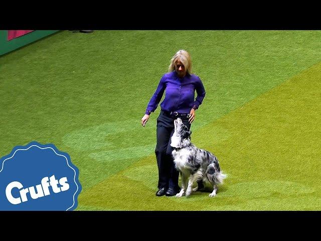 Should I Stay or Should I Fetch | Amazing Dog Obedience