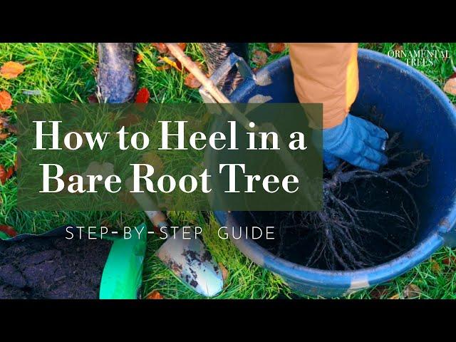 How to Heel in a Bare Root Tree Before Planting (Storing Bare Root Trees) | Tree 101