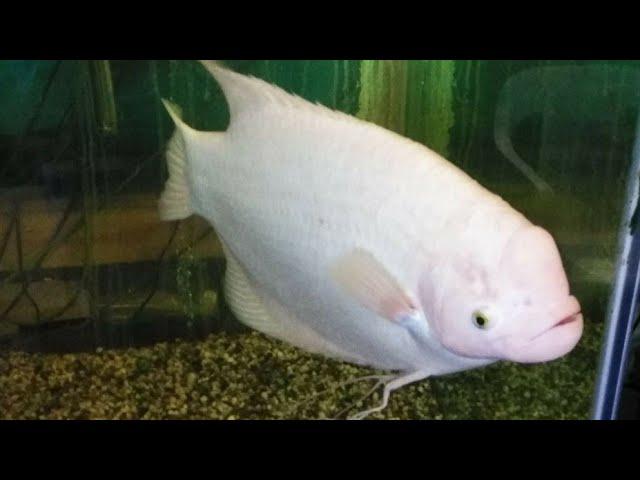 Gain Garami fish stock update | New Milan aquarium stock update