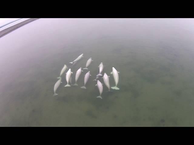 Белухи в Охотском море в путешествии с RussiaDiscovery// White whales in the Sea of Okhotsk