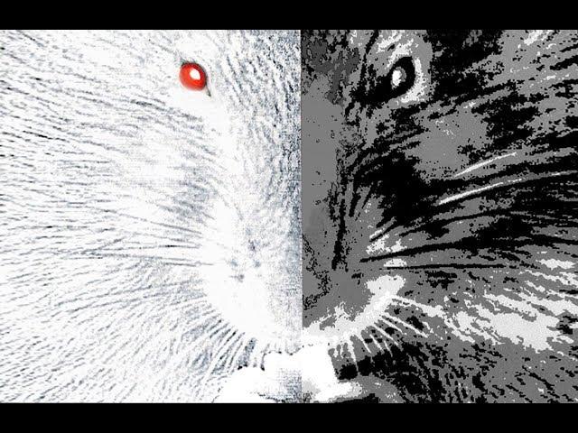 The Laboratory Rat: A Natural History. M. Berdoy. Oxford University.  FULL & HD VERSION