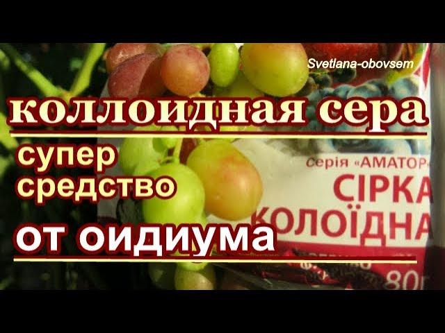 ОБРАБОТКА ВИНОГРАДА  ОТ ОИДИУМА КОЛЛОИДНОЙ СЕРОЙ . БЕЗОПАСНОЕ  ОПРЫСКИВАНИЕ во время СОЗРЕВАНИЯ ЯГОД