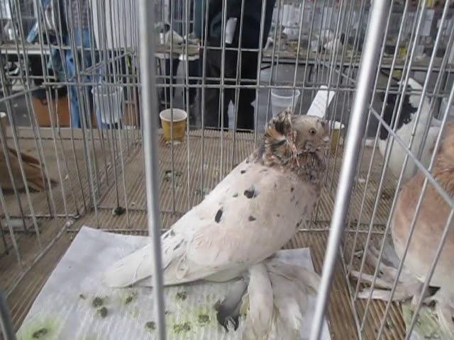 National Russian Tumbler Reading pigeon Association winter Show