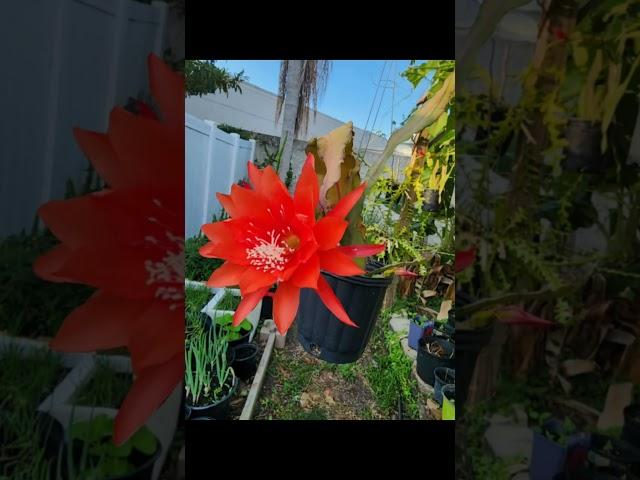 Beautiful epiphyllum blooming in my garden
