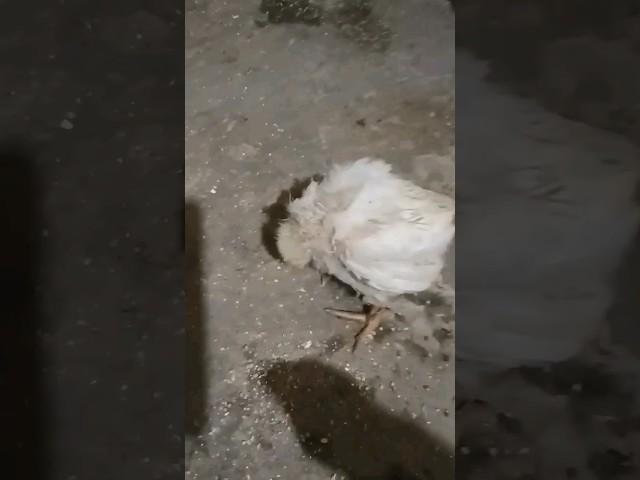 A Very sick little chick