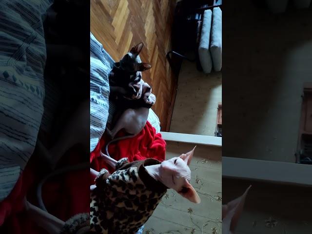 CATS  Саша  Даша  #sphynx #сфинксы