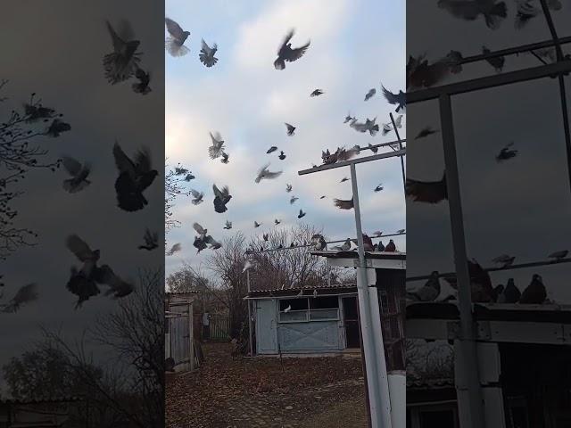 Голуби Яшалты Филатова