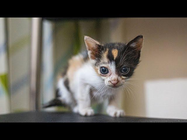 Cute Baby Cat's Fighting  Cat vs Cat Awesome Moments 