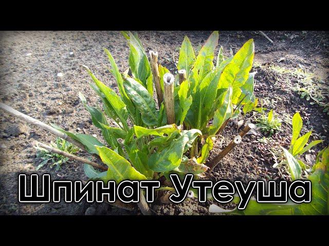 Шпинат Утеуша / Spinach of Uteusha