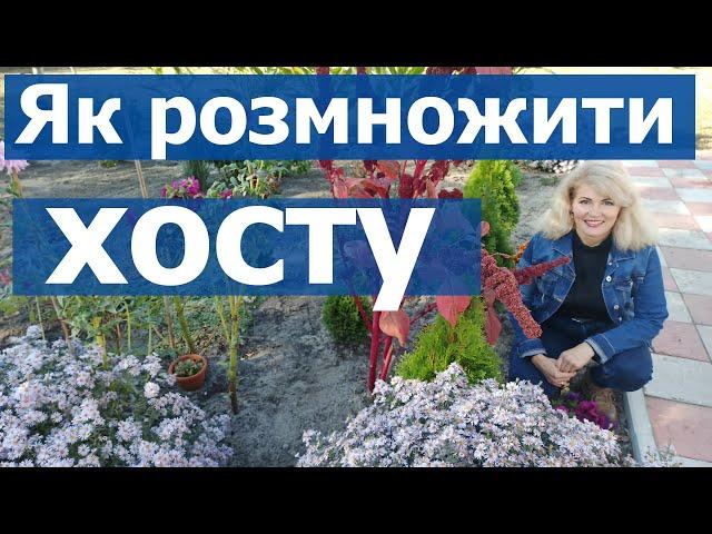 ОГЛЯД МОЄЇ КЛУМБИ \ Як розмножити хосту. Як розділити кущ хости