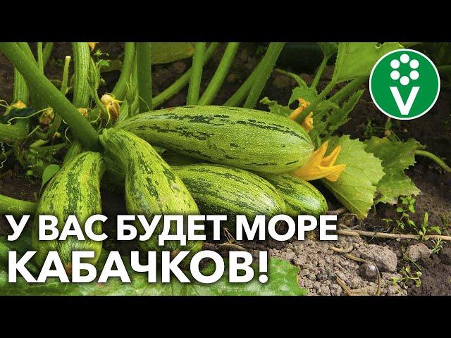 ЙОД И БОРНАЯ КИСЛОТА — ДЛЯ БОЛЬШОГО УРОЖАЯ КАБАЧКОВ! Для лучшей завязи и против гнилей!