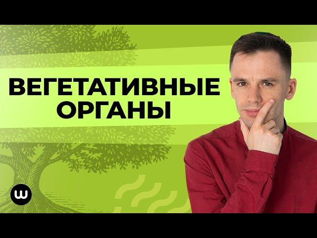 Вегетативные органы растений | ЕГЭ Биология | Даниил Дарвин