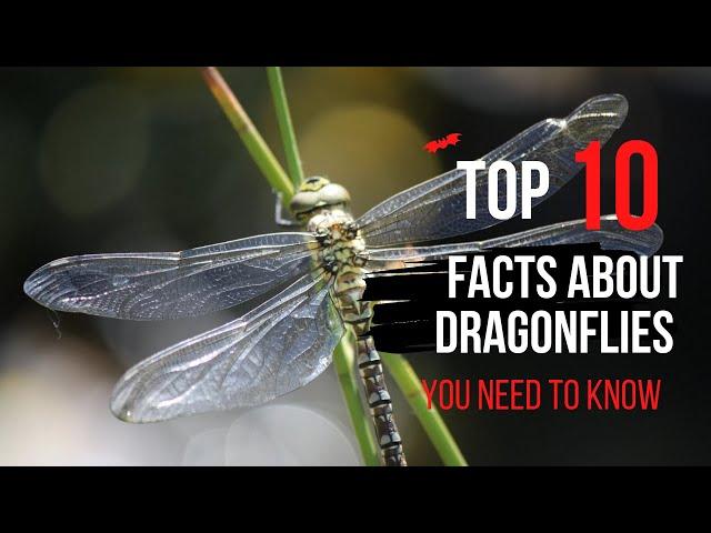 10 Amazing Dragonflies Facts You Need to Know