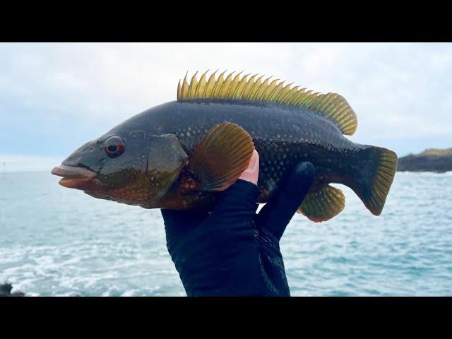 LURE FISHING FOR WRASSE | TEXAS RIGGING WITH SIMPLE TACKLE & TECHNIQUES