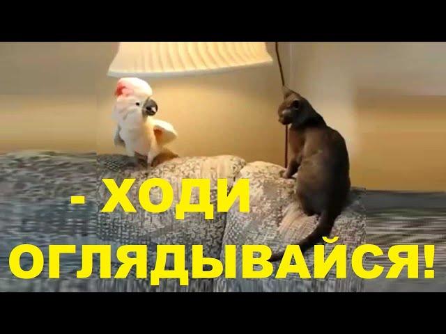 ЛУЧШИЕ ПРИКОЛЫ 2019 Март #53 Ржака до слез угар прикол - ПРИКОЛЮХА ХАХАХА