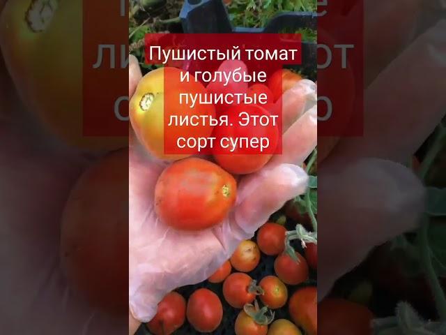 Пушистая ЕДА НЕ ДЛЯ ВСЕХ кто пробовал В Восторге #овощи #кулинар #еда #дача