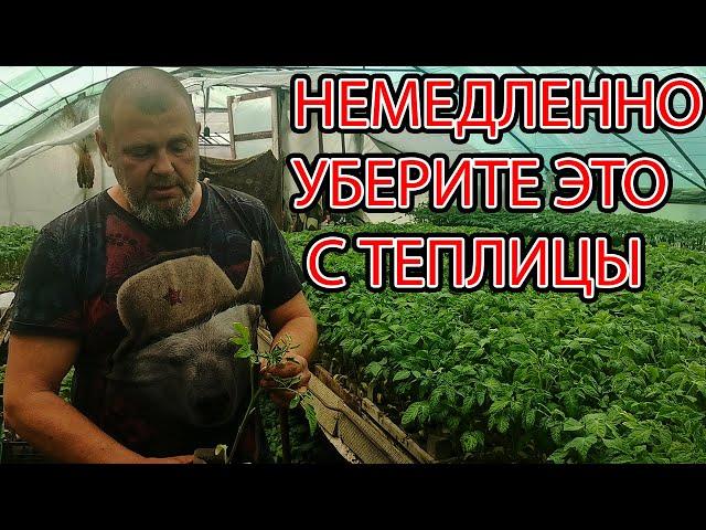 НЕМЕДЛЕННО УБЕРИТЕ ТАКИЕ ПОМИДОРЫ С ТЕПЛИЦЫ ВИРУС НА РАССАДЕ!!!