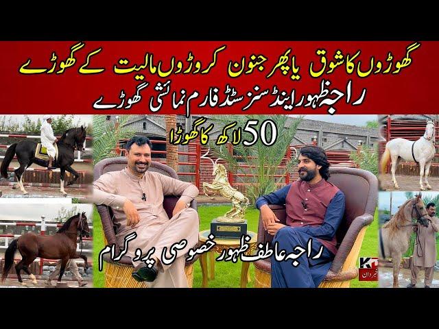 Raja Zahoor and sons stud Farm Chakwal Pakistan |Most expensive desi horses || Raja Atif horse farm