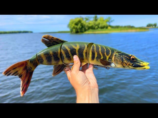 Fishing a GIANT PIKE SWIMBAIT for MUSKY!