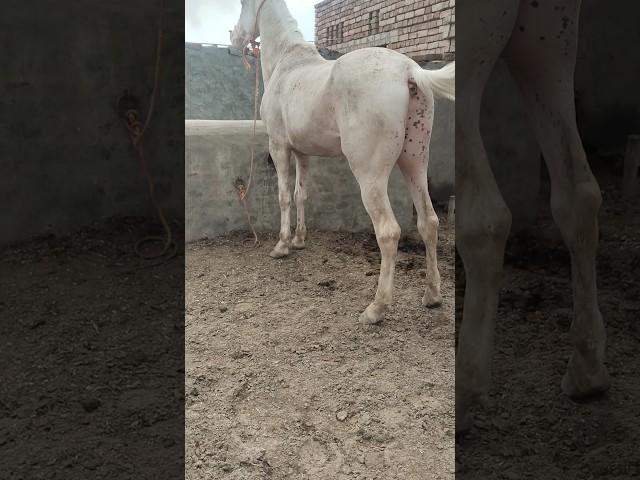 nukra ghora for sale in Pakistan | horse mandi |horse for sale |breeder ghora |horse breed |pind34