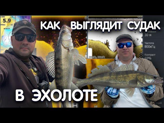 КАК НАЙТИ СУДАКА на ОКЕ! РАЗБОР скринов с ЭХОЛОТА LOWRANCE HDS LIVE