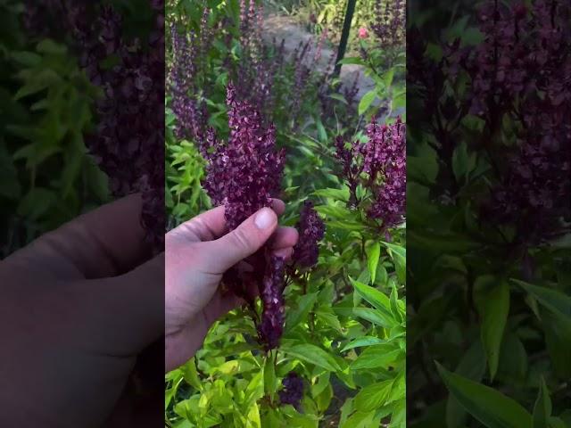 Ethiopian sweet basil #basil #herbs #plants #agriculture #garden ing n