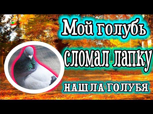 ЭТОГО Я НИКАК НЕ ОЖИДАЛА/ГОЛУБЬ СЛОМАЛ ЛАПКУ/ БЕДНЯЖКА(