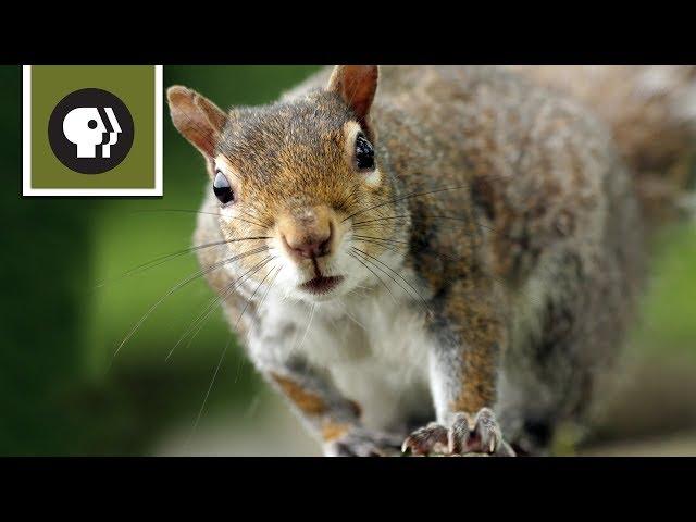 Squirrel Obstacle Course