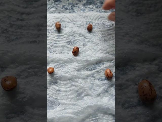 How to discover if those seeds will germinate