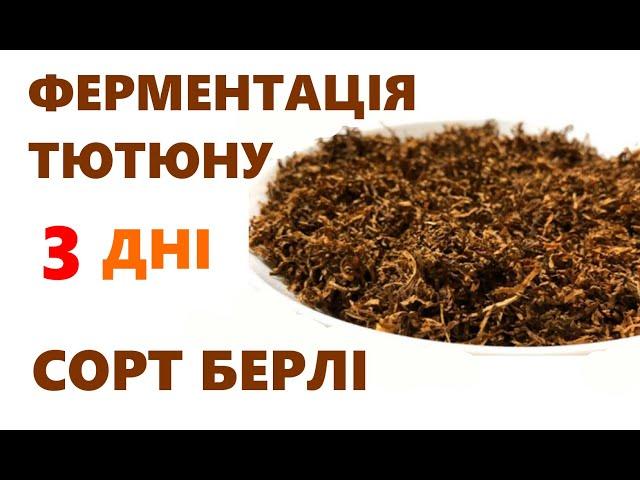 #2 Ферментація тютюну. Простий спосіб ферментації берлі. Ферментація тютюну за 2 дні і за 10 днів