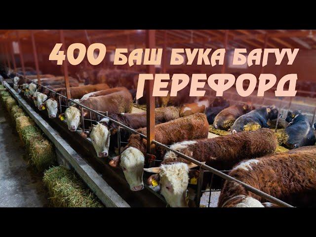 Герефорд бука багуу бизнеси / 400тон ашуун бука баткан сарай