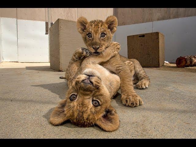 Lion Cubs