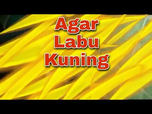 MEMBUAT AGAR LABU KUNING