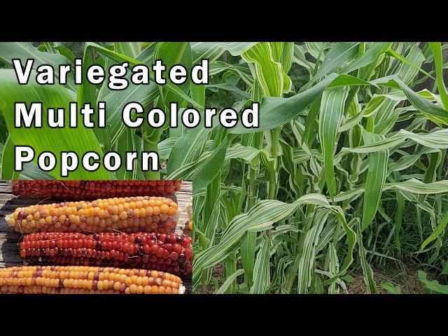 A Rainbow on the Cob: My Multi-Colored Variegated Corn Project