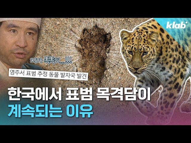 전세계 단 120마리 남은 한국표범 다 어디 간 걸까?｜크랩