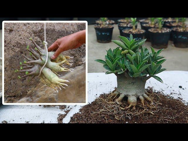 How to plant adenium that you just bought online. desert roses bonsai plants