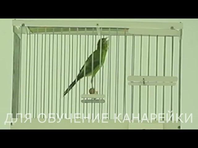 Пение Канарейки Для Обучения 5 Канарейки. Песня канарейка. Тренировка канареек кенара поёт Птицы