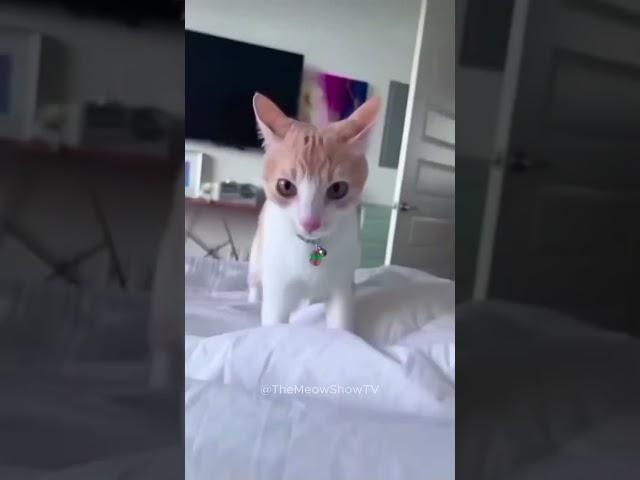 Cats being cats compilation 21 #cats #funny #funnycats #shorts