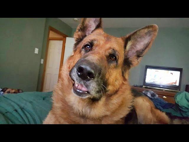 Funny GERMAN SHEPHERDS Will Make You Laugh More Than You Think