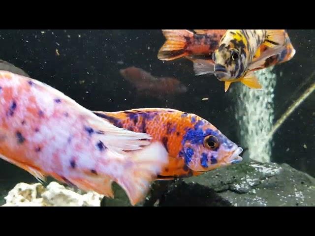 African chichlids/ Malawi buntbarsch/ Aulonocara Kaiser buntbarsch