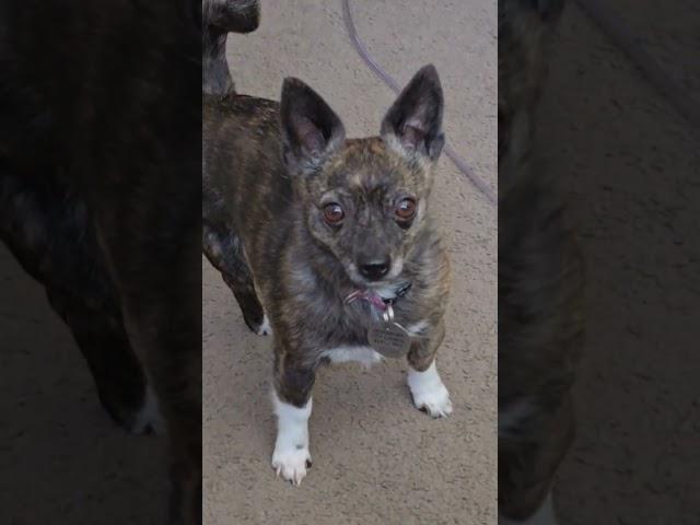 Puppy Dog Betty Girl Trots On Back In From Outside. #betty #bettygirlshorts #puppy #dog #video