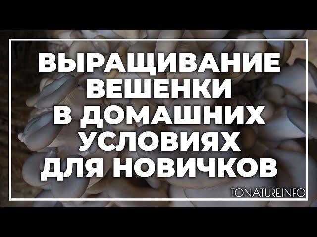 Выращивание вешенки в домашних условиях для новичков | toNature.Info