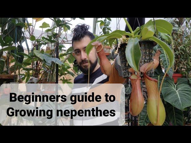 Beginners guide to nepenthes (pitcher plant)