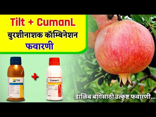 Tilt + CumanL fungicide Combination || डाळिंब बागेसाठी टिल्ट+कुमान L फवारणी कॉम्बिनेशन