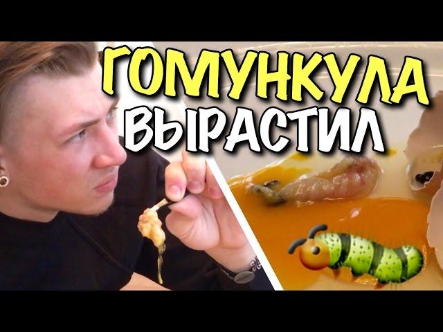 VLOG: Я ВЫРАСТИЛ ГОМУНКУЛА #1 (10 дней) / Андрей Мартыненко