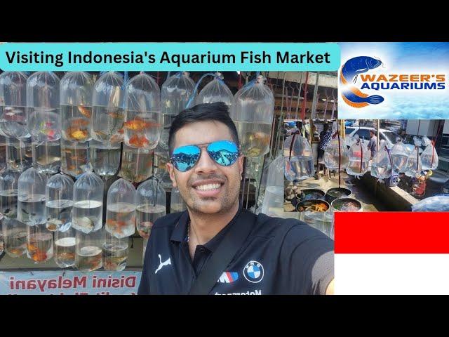 A Journey Through Indonesia's Traditional Aquarium Fish Market