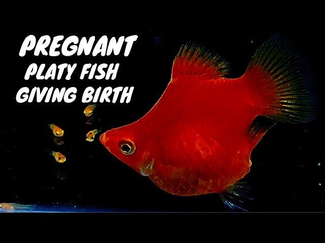 Red Platy Fish Balloon Giving Birth to 20 babies | Pregnant Red Balloon Platy Fish #fishbreeding