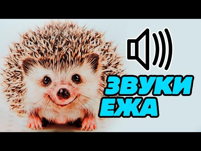 Звуки ежа: какие звуки издаёт ёжик?