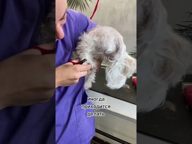 Вам нравится такая стрижка? #dog #viral #animal #собака #pet #doglover #happy #грумер #cat #puppy