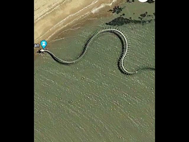Titanoboa/The world biggest Snake skeleton/ #snake #facts #cobra #animals #nature